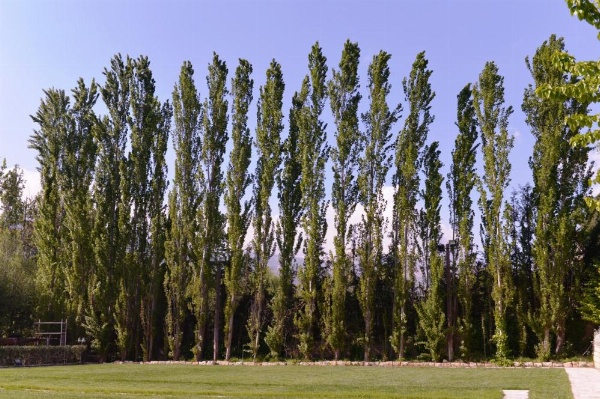 Massabki Hotel image 11